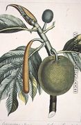 Artocarpus incisa Breadfruit tree engraved by Dien, illustration from the Plate Collection of the Botany Library - Pierre Jean Francois Turpin