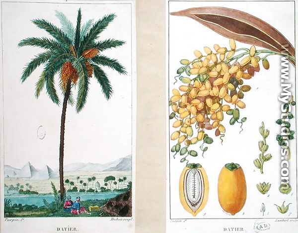 Date tree and fruit,early nineteenth century  - Pierre Jean Francois Turpin