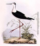 Black Winged Stilt, from Illustrations of British Ornithology - Prideaux John Selby