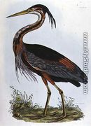 Purple Heron, from Illustration of British Ornithology - Prideaux John Selby
