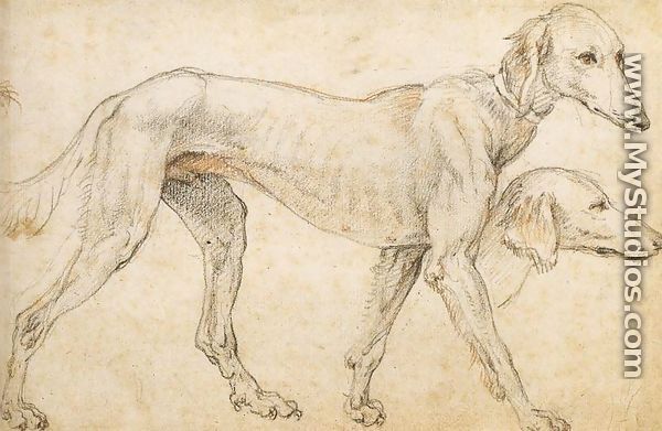 Studies of a Greyhound 1563-64 - Federico Zuccaro