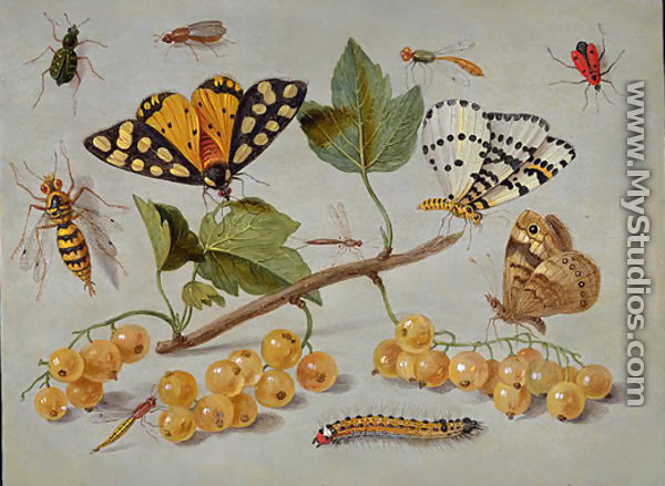 Butterflies And Insects - I Jan Van