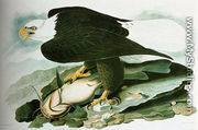 The Bald Headed Eagle From Birds Of America - John James Audubon