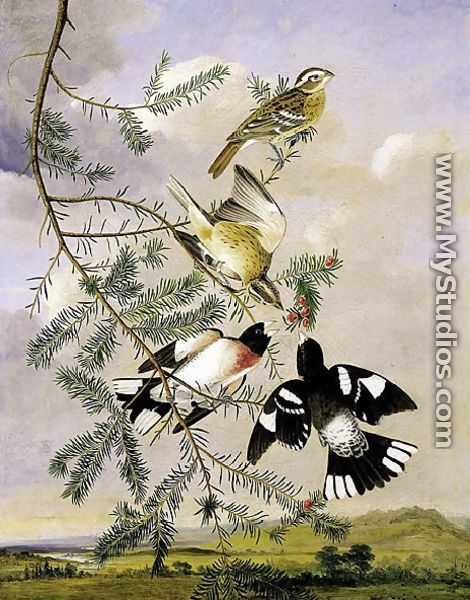 Rose Breasted Grosbeak - John James Audubon