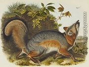 Grey Fox - John James Audubon