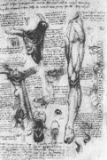 Anatomical Studies   Larynx And Leg - Leonardo Da Vinci
