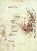 Studies Of The Sexual Act And Male Sexual Organ - Leonardo Da Vinci