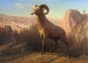 A Rocky Mountain Sheep  Ovis  Montana - Albert Bierstadt