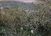 Vetheuil  Flowering Plum Trees - Claude Oscar Monet