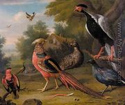 Exotic Pheasants and Other Birds 1740 - Charles Collins