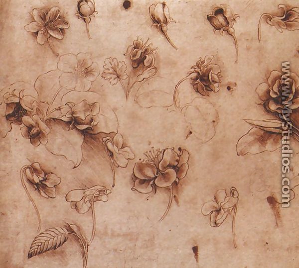 Flower Studies - Leonardo Da Vinci