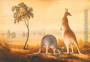 Kangaroos - John Lewin