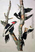 Vory-billed Woodpecker, from 'Birds of America', 1829 - John James Audubon