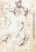 Anatomical studies of a male shoulder - Leonardo Da Vinci