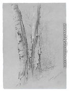 Study of Birch Trunks (Scribners') - Jervis McEntee