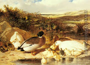 Mallard Ducks and Ducklings on a River Bank - John Frederick Herring Snr