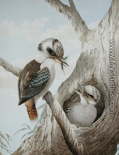 Kookaburras Feeding at a Nest in a Tree, 1892 - Neville Henry Peniston Cayley
