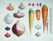 Onions, Radishes and Carrots, from the first 'Album Vilmorin', 1850 - Elisa Champin