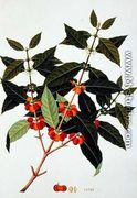 Coffee, from 'Drawings of Plants from Malacca', c.1805-18 - Chinese School