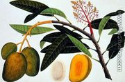 Buihang Mangifera, from 'Drawings of Plants from Malacca', c.1805-18 - Chinese School