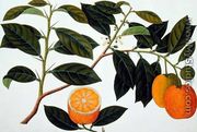Lemomanies Macao-Macao Oranges, from 'Drawings of Plants from Malacca', c.1805-18 - Chinese School
