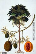 Dapai-ah Tambay or Carica, from 'Drawings of Plants from Malacca', c.1805-18 - Chinese School