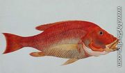 Eekan Bambangan, from 'Drawings of Fishes from Malacca', c.1805-18 - Chinese School
