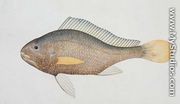 Eekan Jena, from 'Drawings of Fishes from Malacca', c.1805-18 - Chinese School