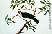 Rambootan Boorong Perling Jantan, from 'Drawings of Birds from Malacca', c.1805-18 - Chinese School