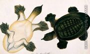 River Turtle, Labie Labu, from 'Drawings of Animals, Insects and Reptiles from Malacca', c.1805-18 - Chinese School