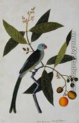 Bua Romania, Boorong Bayam, from 'Drawings of Birds from Malacca', c.1805-18 - Chinese School