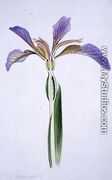 Drawing 173a Iris foetidissima (Stinking Iris) 1906 - Arthur Henry Church