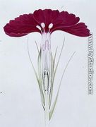 Drawing 22/1 Dianthus barbatus (Sweet William) 1904 - Arthur Henry Church
