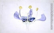 Drawing 49/1 Ceanothus azureus (Californian lilac) 1904 - Arthur Henry Church