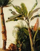 Banana Tree, c.1865 - Frederic Edwin Church