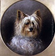 Head study of a Yorkshire terrier - M. Cocker