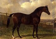 'Emilius', a bay racehorse in a paddock - John Frederick Herring Snr