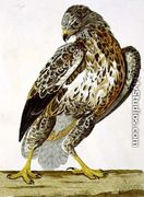 The Buzzard (Buteo buteo) plate from 'The British Zoology - Charles Collins
