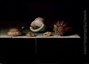 Six Shells on a Stone Shelf, 1696 - Adriaen Coorte