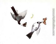 Wagtails - John James Audubon