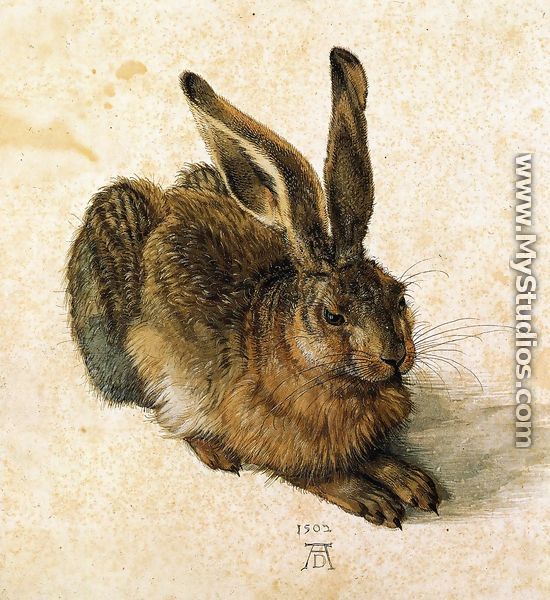 Young Hare I - Albrecht Durer