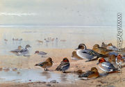 Pintail, Teal And Wigeon, On The Seashore - Archibald Thorburn