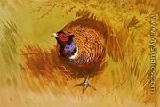 A Cock Pheasant - Archibald Thorburn