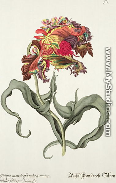 Tulipa Monstrosa Rubra Maior from Phythanthoza Iconographica, published in Germany, 1737-45 - Johann Wilhelm Weinman