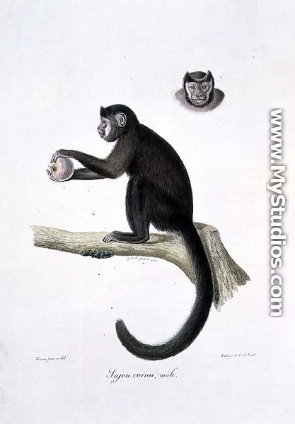 Brown Sajou Monkey, male, engraved by C. de Last, plate 30 (170) from Vol 1 of 