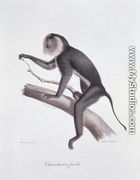 Ouanderou monkey, engraved by C. de Last, plate 137 (44) from Vol 2 of 'The Natural History of Mammals' by Georges Cuvier and E. Geoffroy Sainte-Hilaire, pub. 1824 - Werner
