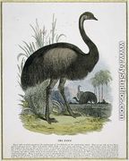 The Emu, educational illustration pub. by the Society for Promoting Christian Knowledge, 1843 - Josiah Wood Whymper