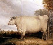 Portrait of a prize cow - John Vine