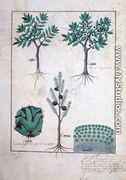 Illustration from the Book of Simple Medicines by Mattheaus Platearius d.c.1161 c.1470 16 - Robinet Testard