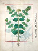 Flower, Illustration from the Book of Simple Medicines by Mattheaus Platearius d.c.1161 c.1470 - Robinet Testard